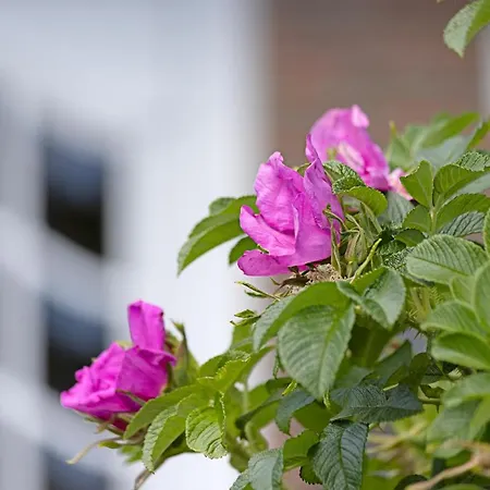 Itueues Koenigshafen Apartament